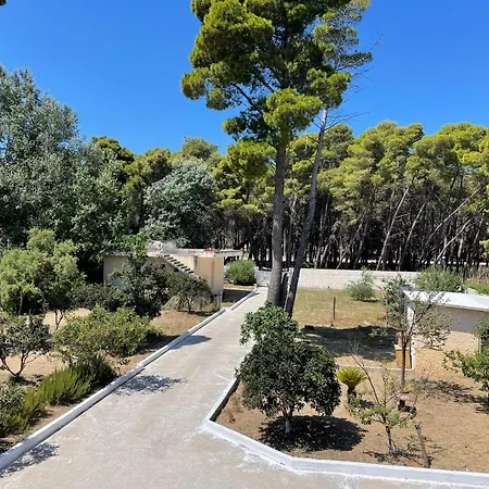 Pine House 2023 Vlorë